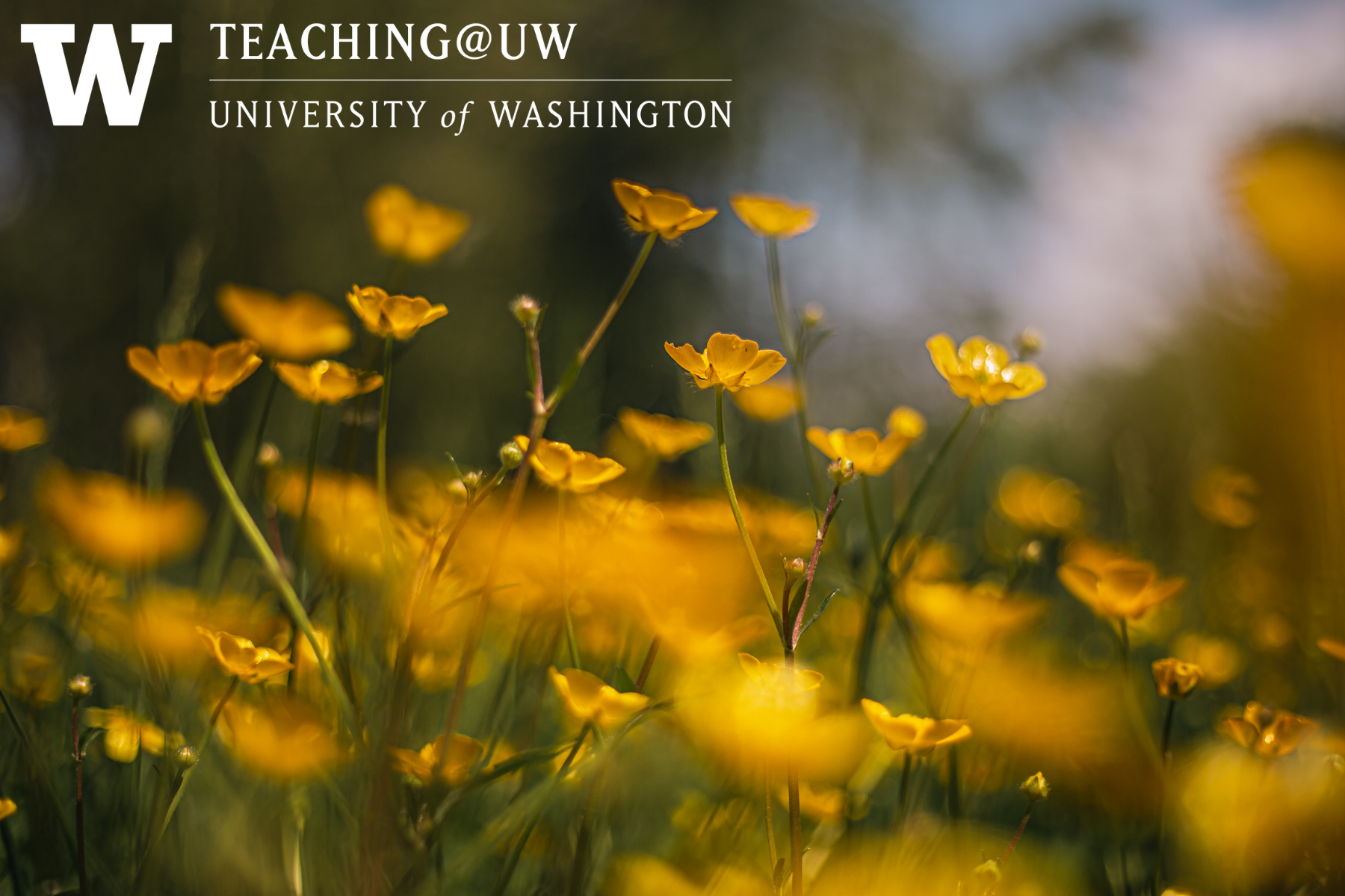 Blooming yellow buttercups in a field with a white Teaching@UW logo in the upper left corner