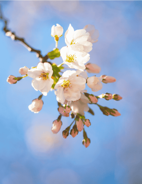 Cherry blossoms