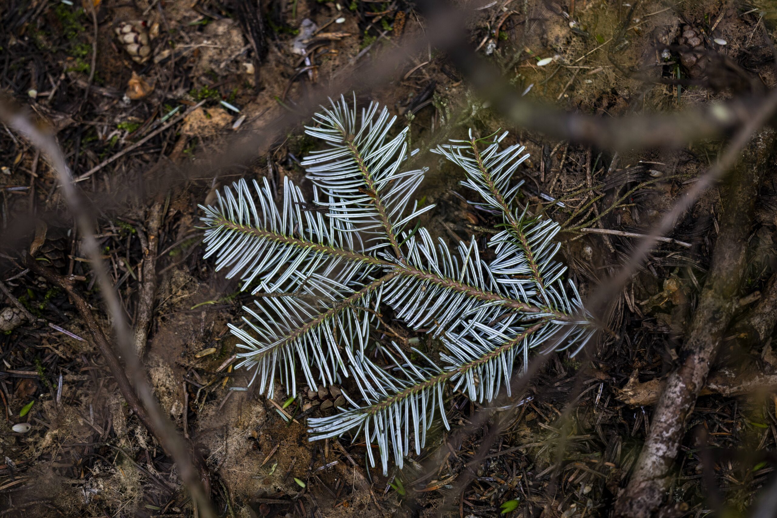 Small branch of a pine tree on the forest floor
