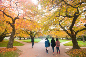 Fall in the Quad, University of Washington Seattle campus, October 2013. Photo by Katherine B. Turner